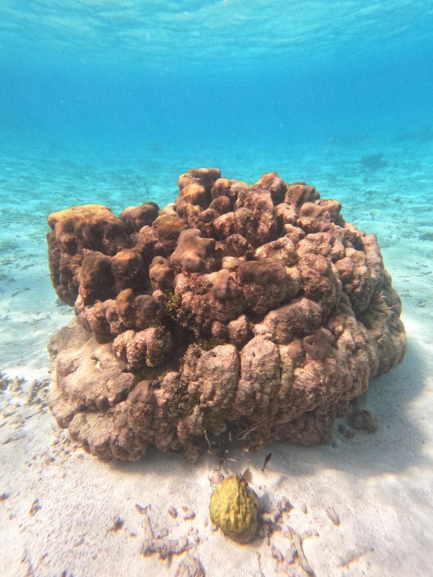 The Coral Casa Villa Caye Caulker Buitenkant foto