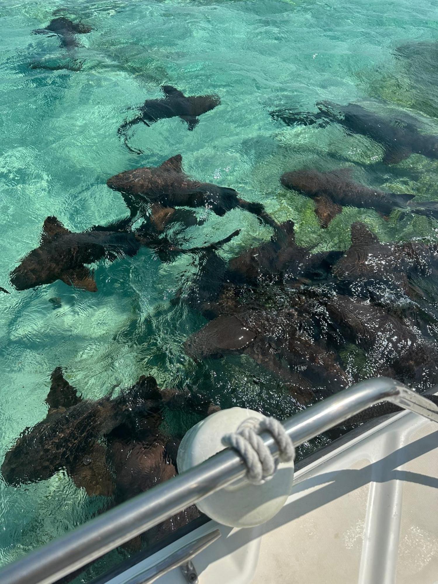 The Coral Casa Villa Caye Caulker Buitenkant foto