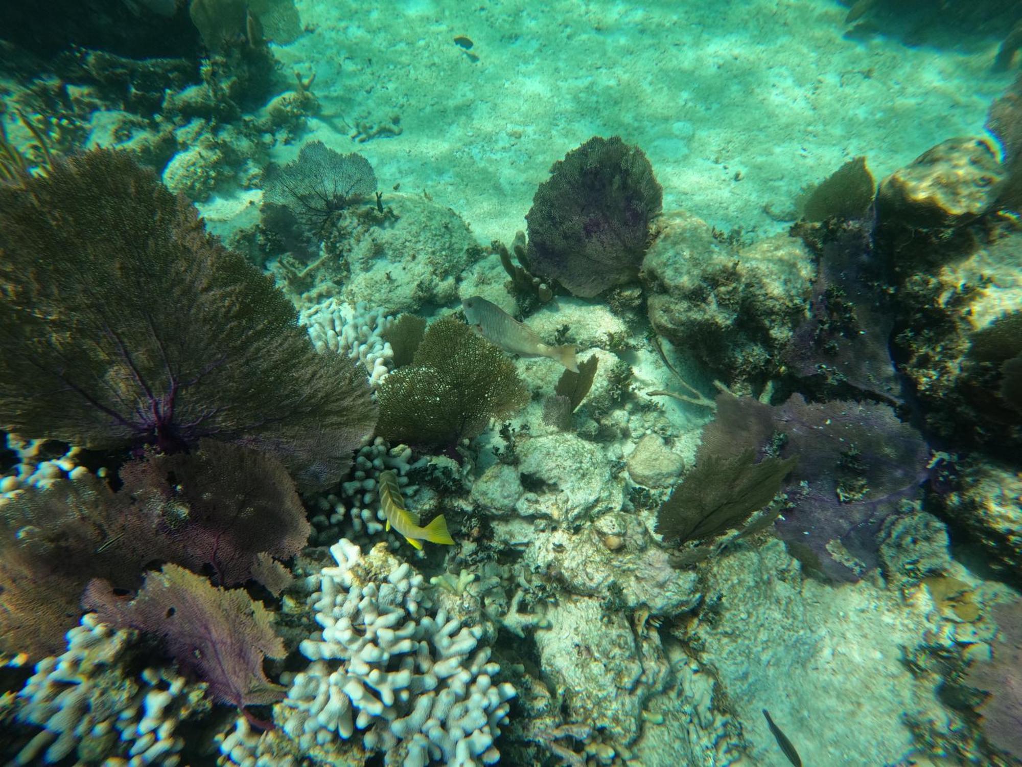 The Coral Casa Villa Caye Caulker Buitenkant foto
